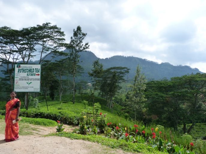 11.Tag Kandy - Nuwara Eliya  über Teeplantagen