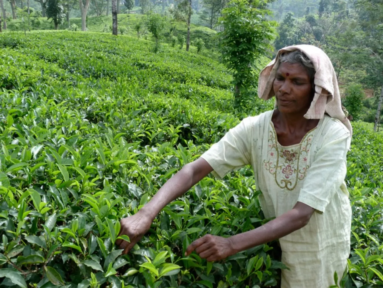 Sri-Lanka Theeplukker Nuwara eliya Hooglanden theeplantages