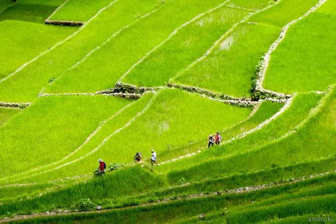 trekking banaue riceterraces