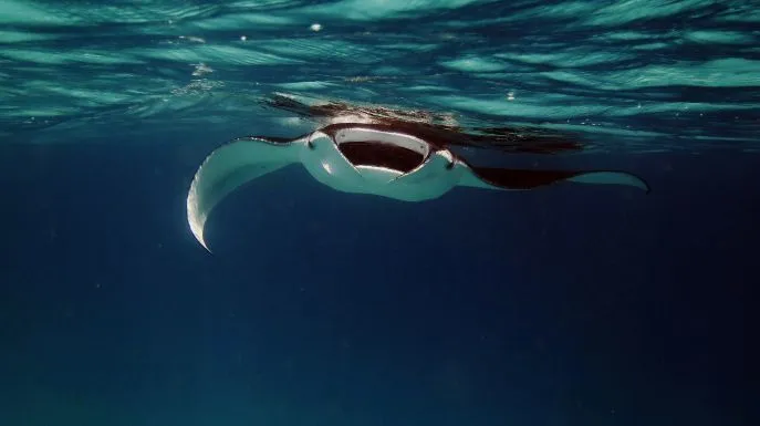 indonesie reizen naar nusa penida en snorkelen tussen manta roggen
