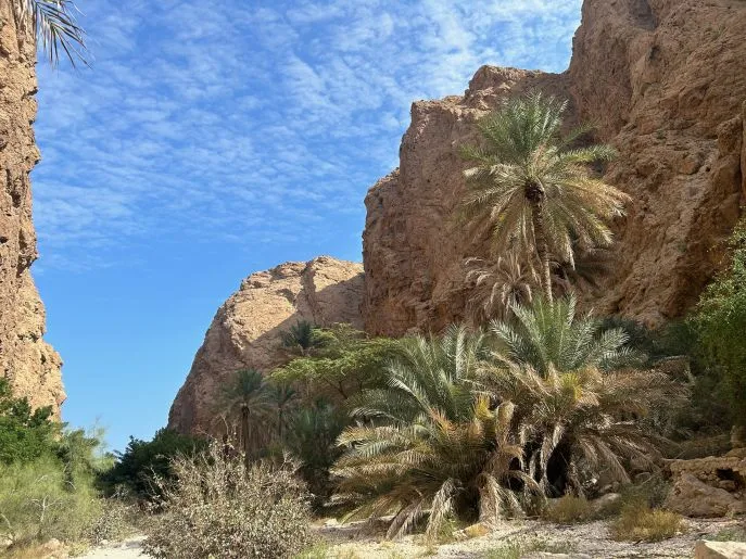 wadi al abyad wie is de mol