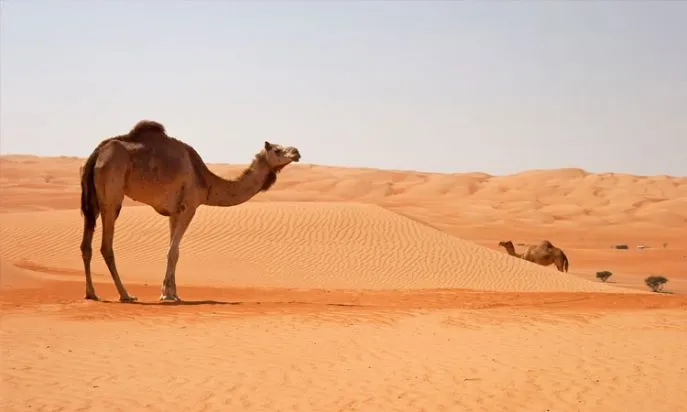 wahiba oman dimsum reizen