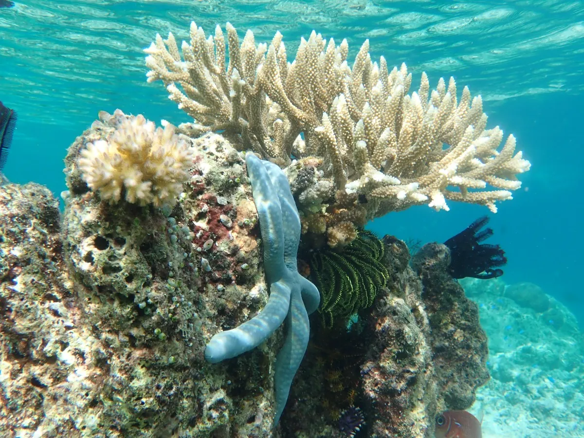 koraal zeester onderwater varen