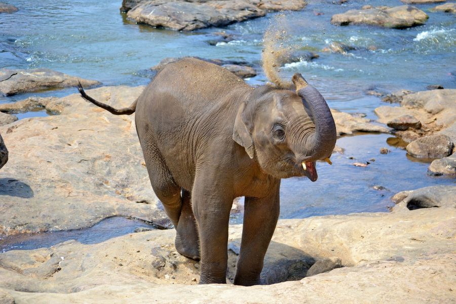 Sfeerafbeelding babyelephant267124 1280