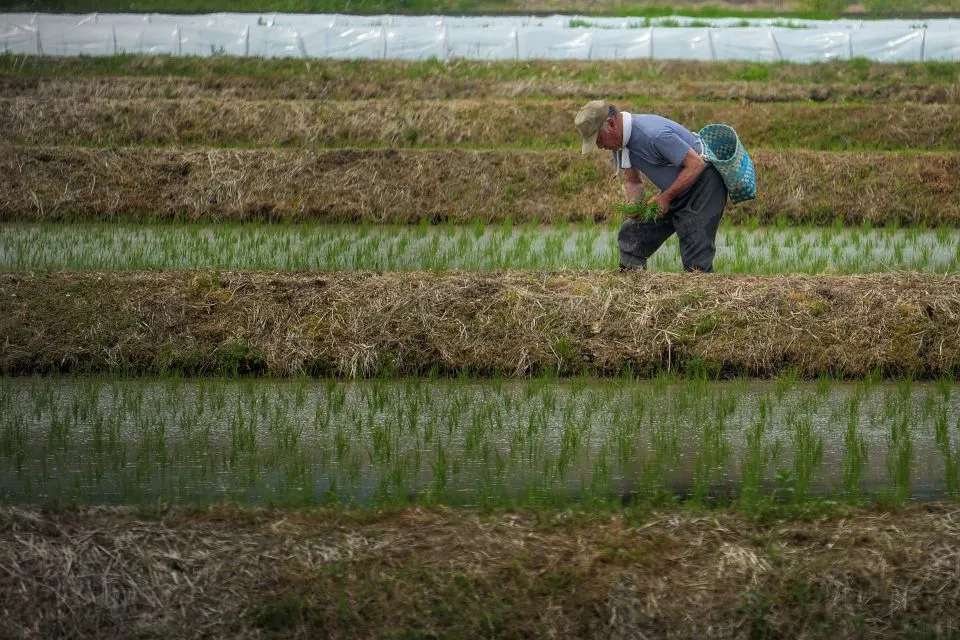 Sfeerafbeelding japan noto landbouwer dimsum