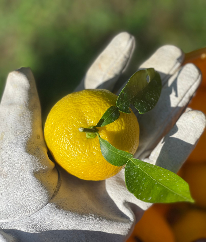 Sfeerafbeelding yuzu-in-kochi